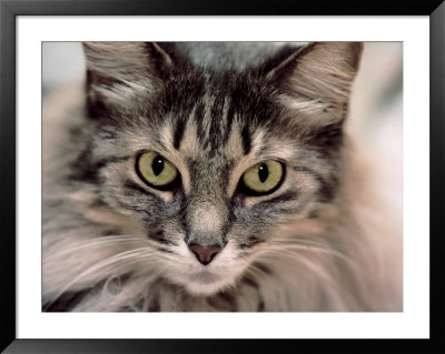 Maine Coon Cat Framed Print Maine Coon Cat Framed Print