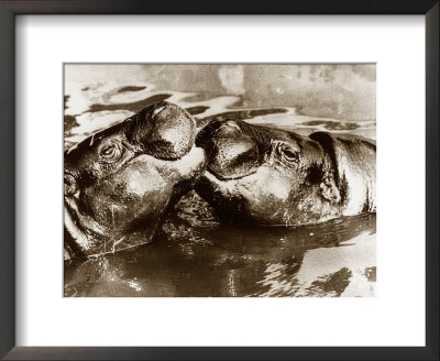 Hippos Kissing, 1965 Framed Print Hippos Kissing, 1965 Framed Print