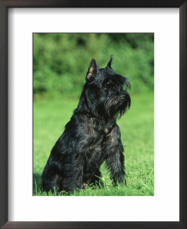 Black Miniature Schnauzer Framed Print Black Miniature Schnauzer Framed Print