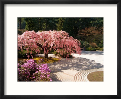 cherry tree drawing. japanese cherry tree drawing.