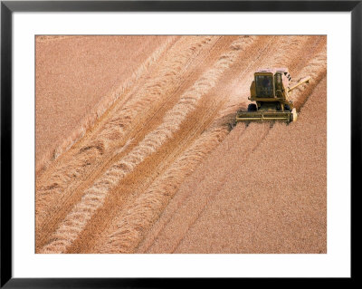 Harvesting barley field Framed Print Harvesting barley field Framed Print