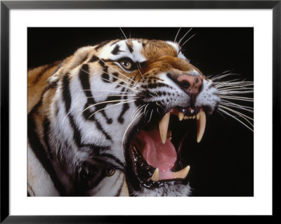 Siberian Tiger Framed Print Siberian Tiger Framed Print