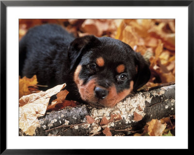 Rottweiler Puppy Framed Print Rottweiler Puppy Framed Print