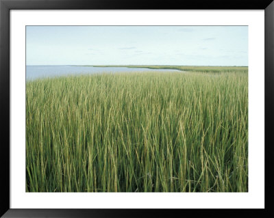 Marsh Grass Framed Print Marsh Grass Framed Print