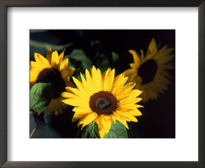 Sunflowers Framed Print Sunflowers Framed Print