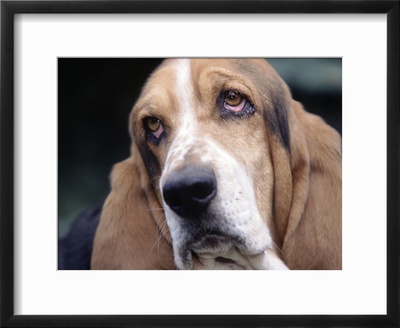 Basset Hound Framed Print Basset Hound Framed Print