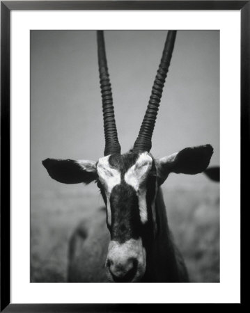 Gazelle Framed Print Gazelle Framed Print