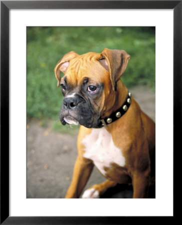 Purebreed Boxer dog Framed Print Purebreed Boxer dog Framed Print