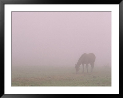 Horses in Fog Framed Print Horses in Fog Framed Print