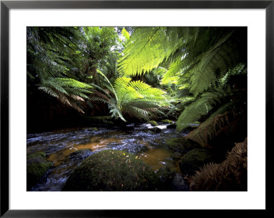 Rain Forest Framed Print Rain Forest Framed Print