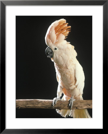 Moluccan Cockatoo Framed Print Moluccan Cockatoo Framed Print