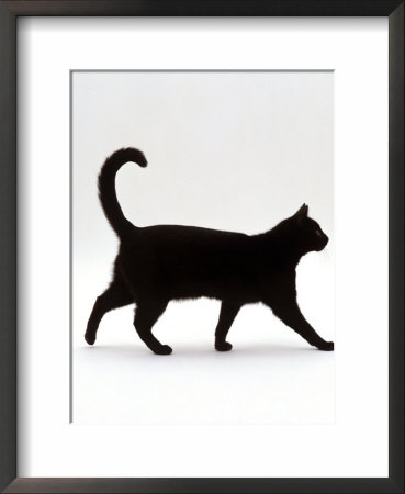 Domestic Cat, Black Short-Hair Male, Walking Profile Photographic Print