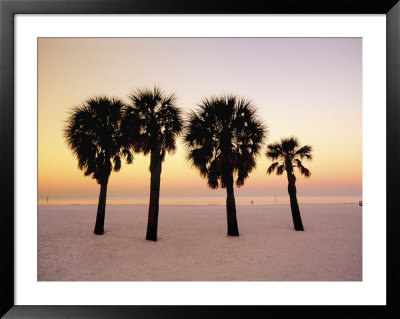 florida beaches with palm trees. Florida, Palm Trees At