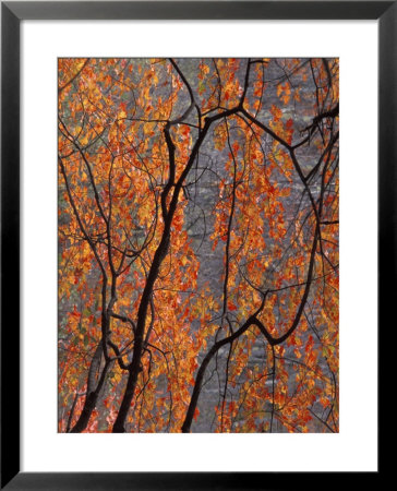 Fall Foliage Framed Print Fall Foliage Framed Print