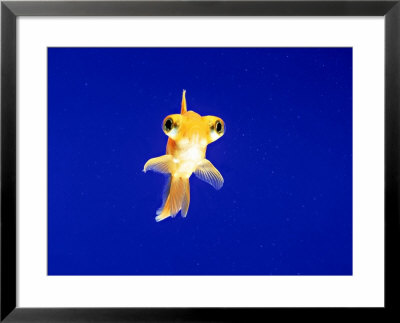 Goldfish with bulging eyes Framed Print Goldfish with bulging eyes Framed Print
