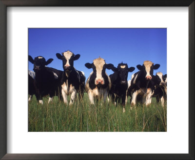 holstein dairy cow. Holstein Dairy Cows, Wi Framed