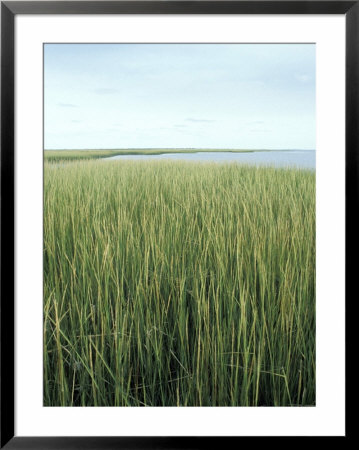 Marsh Grass Framed Print Marsh Grass Framed Print