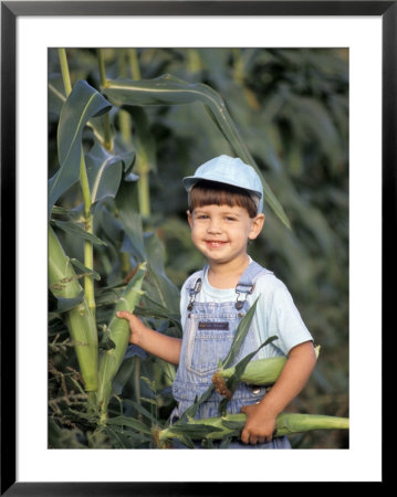 Little Boy Picking Corn Framed Print Little Boy Picking Corn Framed Print