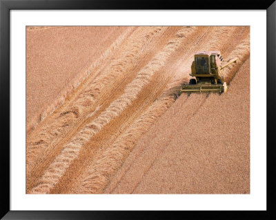 Harvesting barley field Framed Print Harvesting barley field Framed Print
