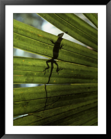 Lizard Framed Print Lizard Framed Print