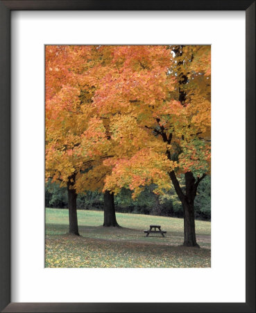 Autumn Foliage In A Park Framed Print Autumn Foliage In A Park Framed Print