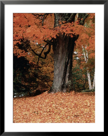 Fall foliage, Vermont Framed Print Fall foliage, Vermont Framed Print