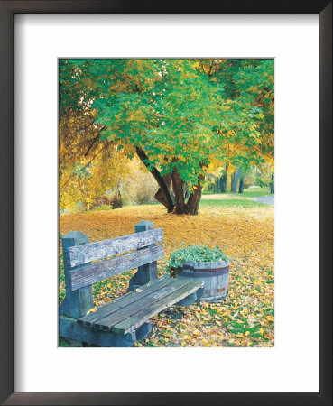Bench, Autumn Colors Framed Print Bench, Autumn Colors Framed Print