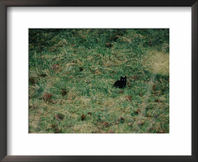 A black cat Framed Print A black cat Framed Print