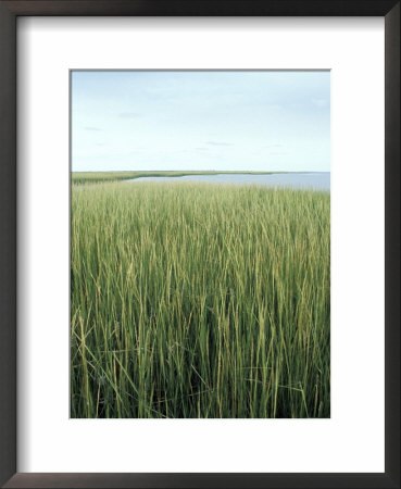 Marsh Grass Framed Print Marsh Grass Framed Print
