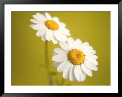 White Daisies Framed Print White Daisies Framed Print