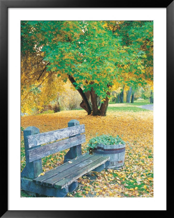 Bench, Autumn Colors Framed Print Bench, Autumn Colors Framed Print