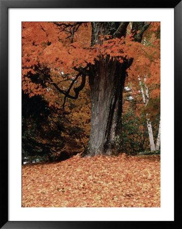 Fall foliage, Vermont Framed Print Fall foliage, Vermont Framed Print