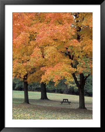 Autumn Foliage In A Park Framed Print Autumn Foliage In A Park Framed Print
