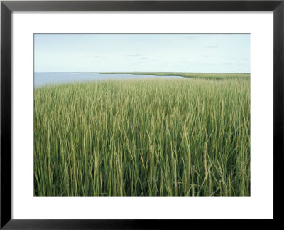 Marsh Grass Framed Print Marsh Grass Framed Print