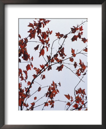 Fall Foliage Framed Print Fall Foliage Framed Print