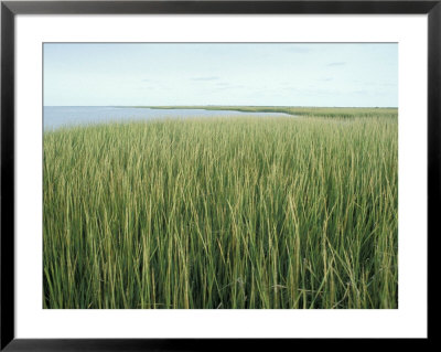 Marsh Grass Framed Print Marsh Grass Framed Print