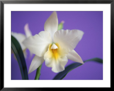 Cattleya Orchid Framed Print Cattleya Orchid Framed Print