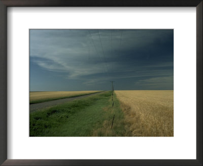 Wheat, Kansas Framed Print Wheat, Kansas Framed Print
