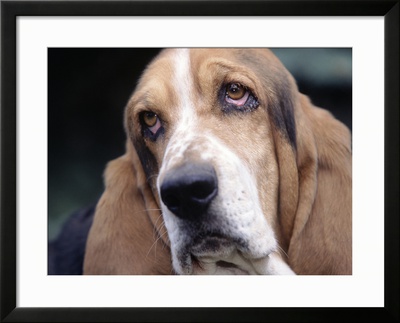 Basset Hound Framed Print Basset Hound Framed Print