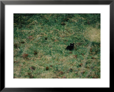 A black cat Framed Print A black cat Framed Print