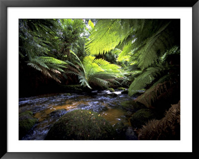 Rain Forest Framed Print Rain Forest Framed Print