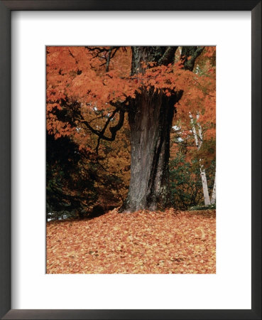 Fall foliage, Vermont Framed Print Fall foliage, Vermont Framed Print