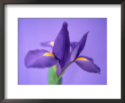 The Iris Framed Print The Iris Framed Print