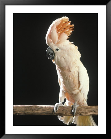 Moluccan Cockatoo Framed Print Moluccan Cockatoo Framed Print
