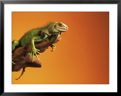Iguana Framed Print Iguana Framed Print