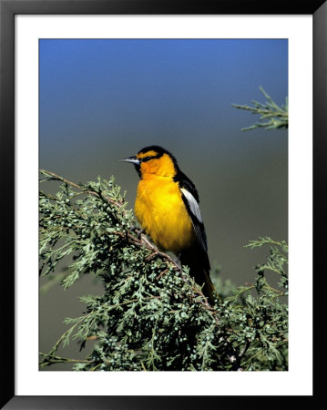 Northern Oriole Framed Print Northern Oriole Framed Print