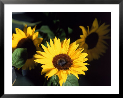 Sunflowers Framed Print Sunflowers Framed Print
