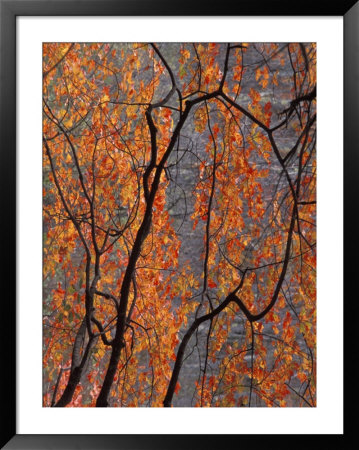 Fall Foliage Framed Print Fall Foliage Framed Print