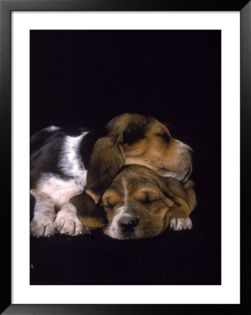 basset hound puppies. Basset Hound Puppies Sleeping