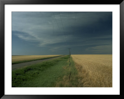 Wheat, Kansas Framed Print Wheat, Kansas Framed Print